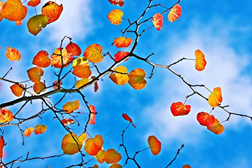 Amazon | マルバノキ 高さ約0.7m（鉢底から） | 植木